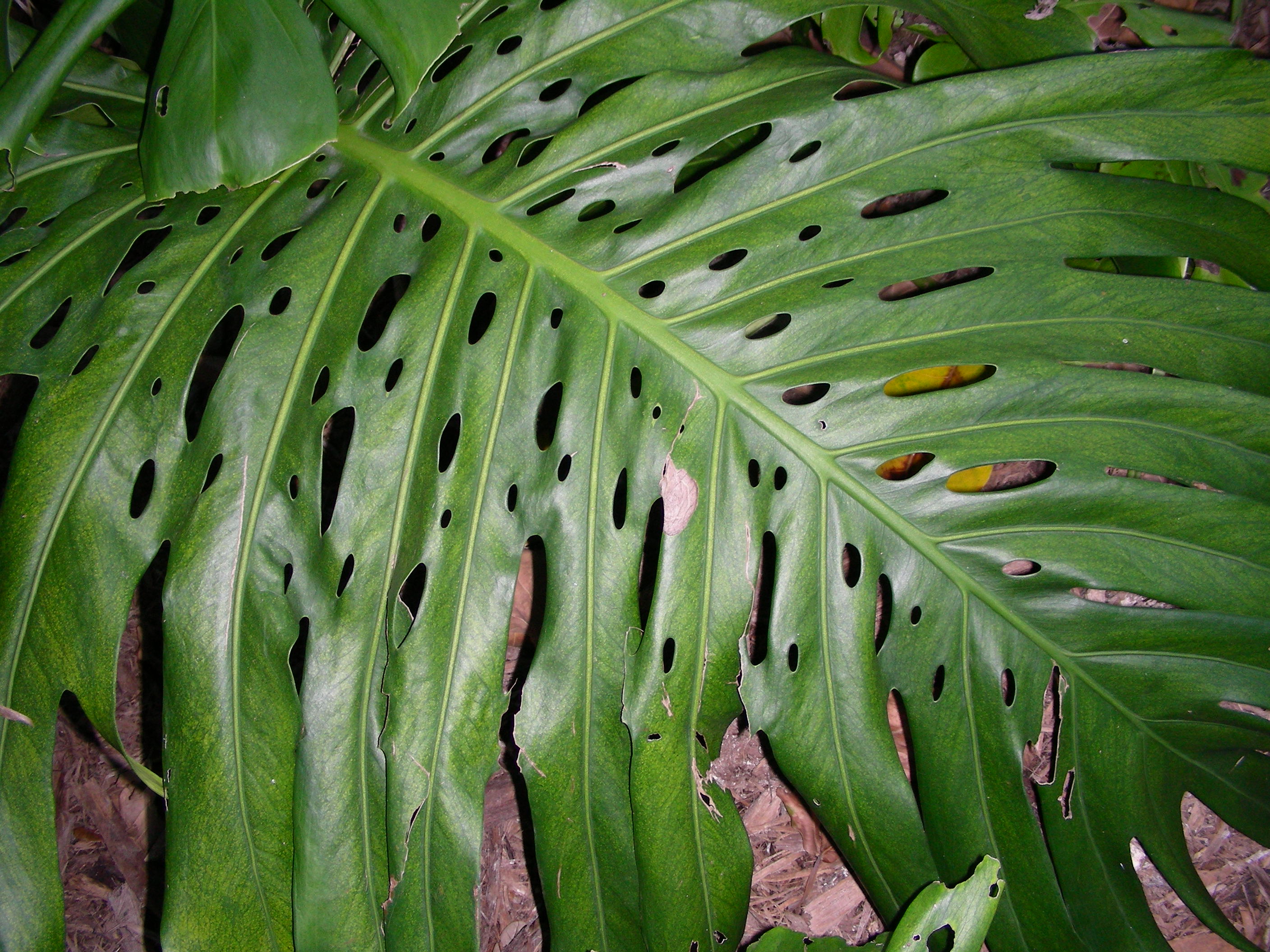 ./2006/Christmas/Parrot Jungle/DSCN0581.JPG